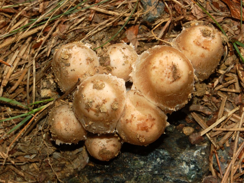 Un gruppetto di funghi senza un nome